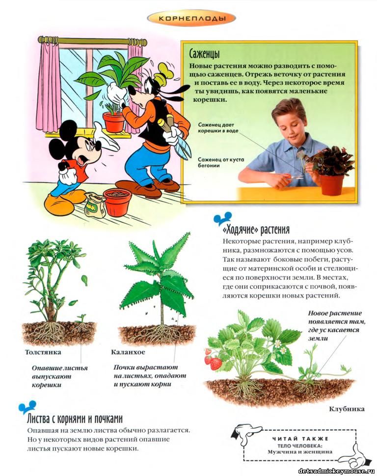 дошкольникам о растениях