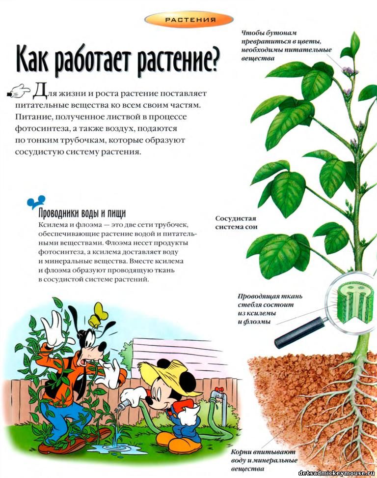 дошкольникам о растениях