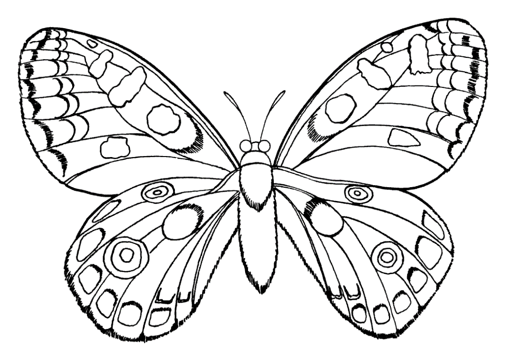 раскраска бабочки